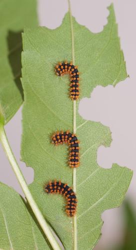 Saturnia pyri